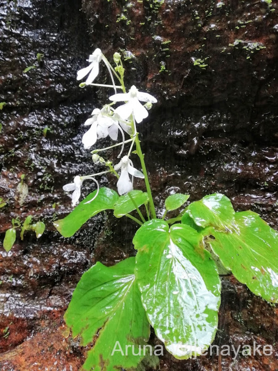 Impatiens acaulis Arn.